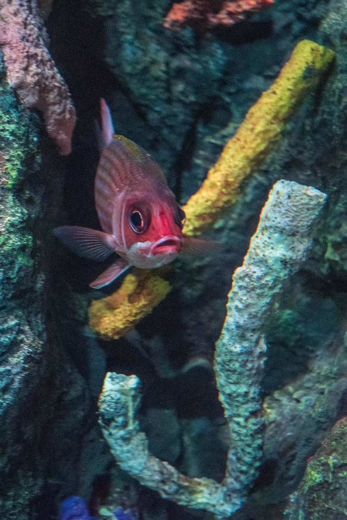 Comb Fish DSC_0859 | coreydacat | Flickr