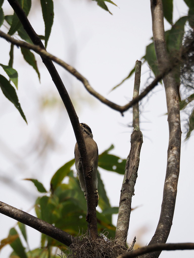 Downy Woodpecker | OLYMPUS DIGITAL CAMERA | carlinsc | Flickr