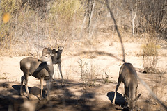 Mule deer in Bosque del Apache