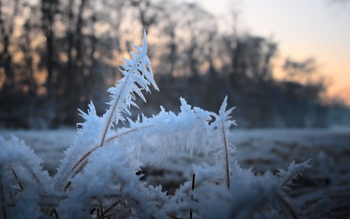 koaxial p1011222a ice frozen grass cold frosty frostig eisig wiese meadow bokeh background landscape nymphenburg park 2017 nature winter
