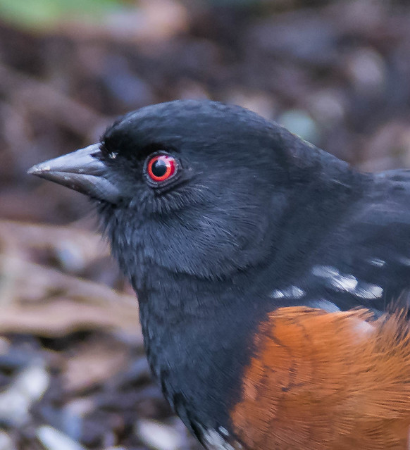 Red eye, spotted towhee