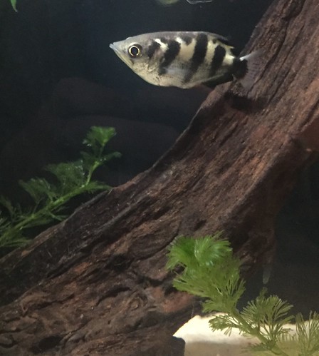 Archer Fish | by breecrowley