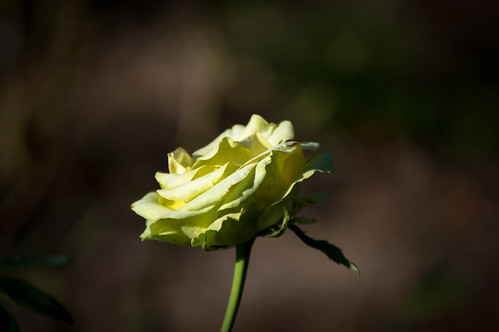 Green Rose | by msteffenburg
