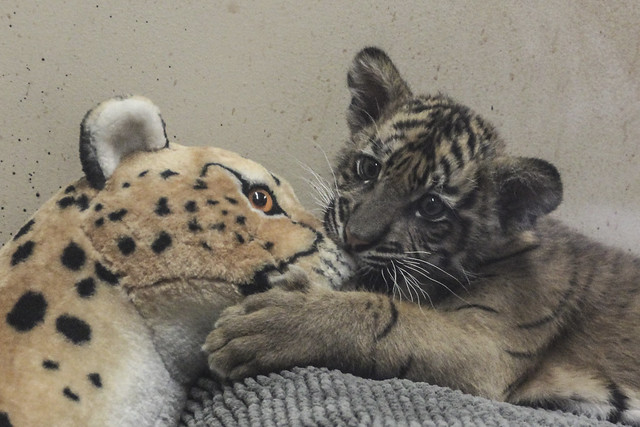 Baby Sumatran Tiger Cub_3987