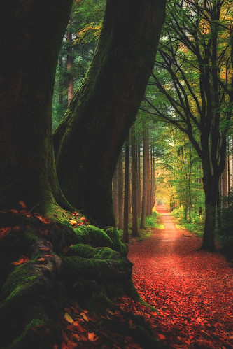 Bosques encantados | by mysticwolf984