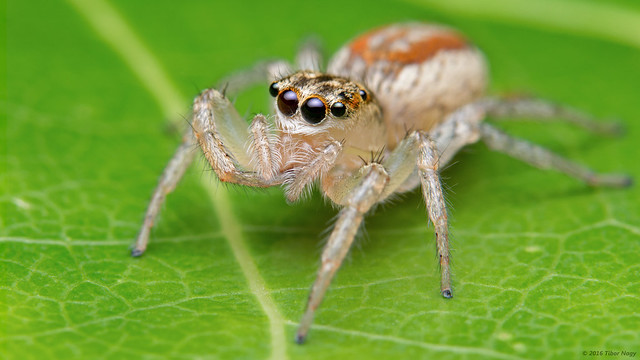 Maevia inclemens dimorphic jumping spider