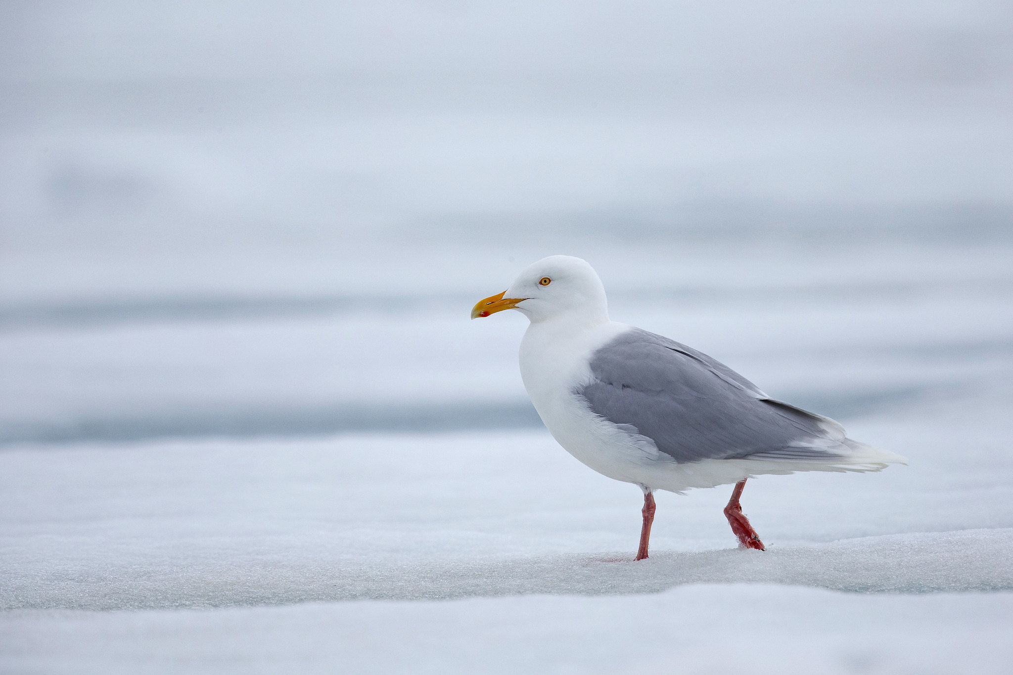 Glaucuos Gull (Vittrut) - Svalbard