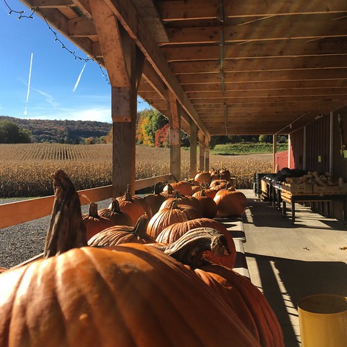 Pumpkins by PhotonPirate, autumn orange newyork fall field pumpkin landscape d farm country upstateny homer cortland iphone fa