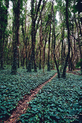 Bosque de Hojas