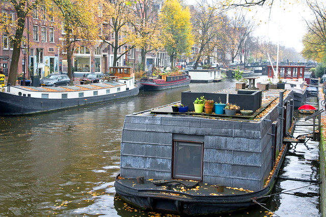 Leaves falling in Amsterdam