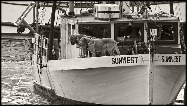 Fishing Dogs: Newport boat dogs
