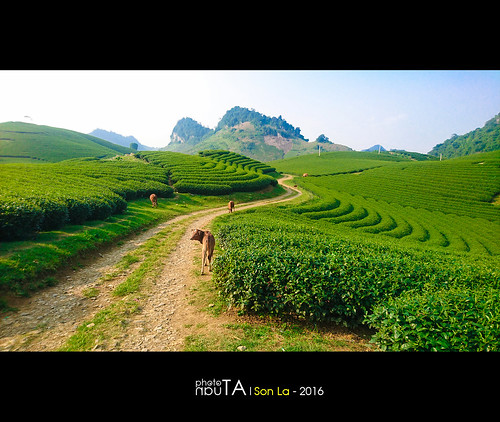 tea green hill plan landscape vietnam sunset mocchau sonla