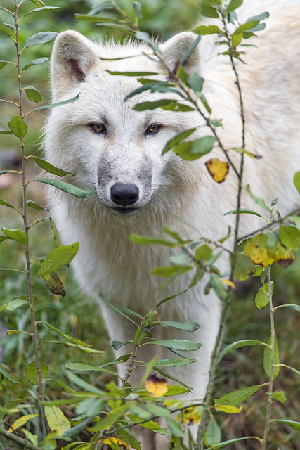 Sweet female wolf among vegetation