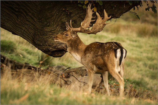 Stag by tree (1 of 1)