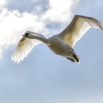 Passing Swan