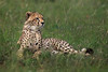 Image: Cheetah on Alert
