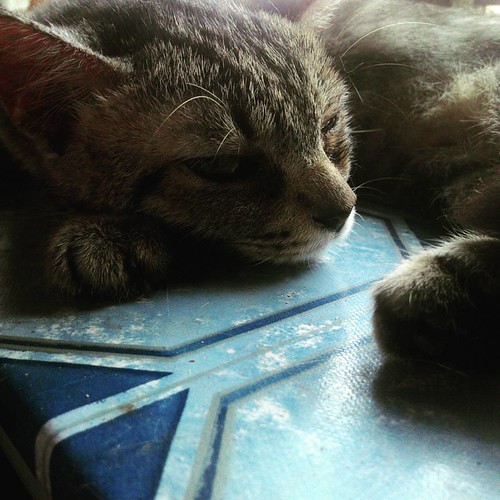 (^・x・^) &  U＾ェ＾U  #summerpastor #cat #cats #catpictures #summercats #kitten #kittenpicture #furrybabies #instacats #instakittens #catsofinstagram #kittensofinstagram #kittens #catsofsummer #catofsummer #crazycatlady #crazycat #kittenlove #felinefancy #fur | by Summer Pastor