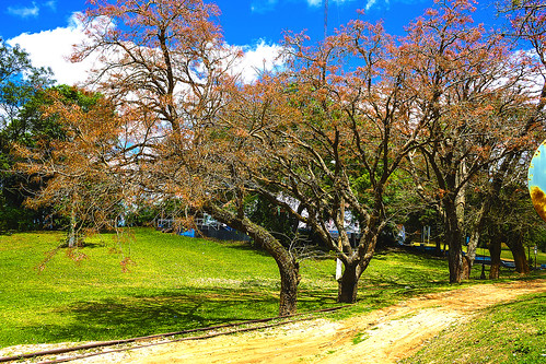 naturaleza verde argentina arbol al flora paseo vida aire libre tranquildad