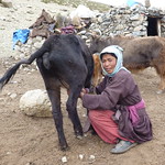 52  Ladakh Markha-vallei