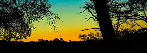 trees colorful silhouette forest scenery wideaspectratio sunrise orange nature