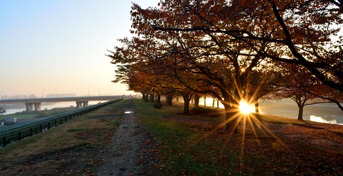 tokyo japan nikon nikond7100 d7100 dawn sunrise arakawa riverbank autumn red orange trees nature sun