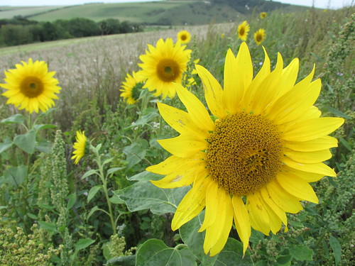 August 29, 2015: Lewes to Seaford South Downs sunflowers