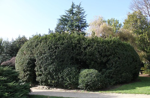 Buxus sempervirens - buis commun 22607228635_f0a022be39