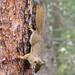 Flickr photo 'Red squirrel. Tamiasciurus hudsonicus' by: gailhampshire.