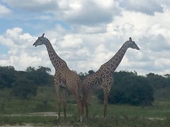 Giraffes, Akagera National Park, Rwanda