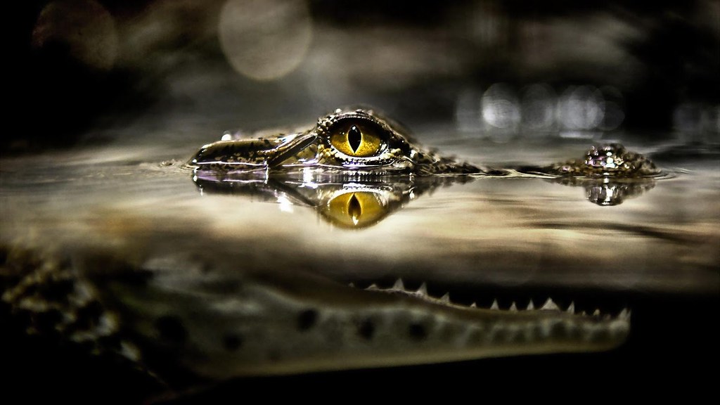 Alligator Crocodile Eyes HD Wallpaper - StylishHDWallpaper… | Flickr