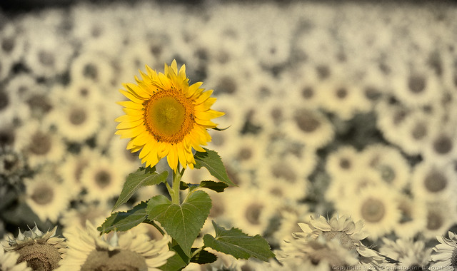 Sunflowers near McCleansville #6