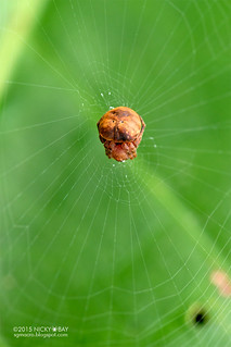 Orb weaver spider (Scoloderus sp.) - DSC_7617