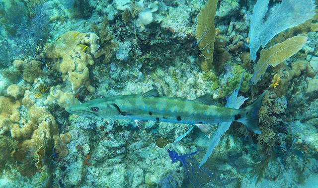 Sphyraena barracuda, Molasses Reef, John Pennekamp Coral Reef State Park, Key Largo, Monroe County, Florida 1