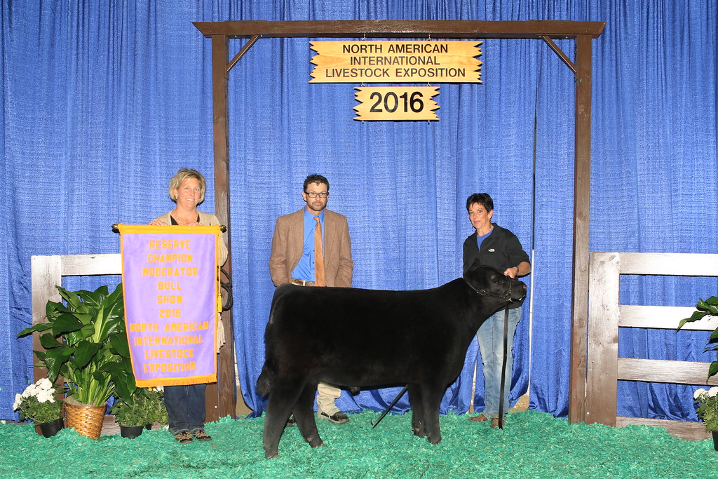 Reserve Grand Champion Moderator Bull - TNT Glitter's Sparky, TNT Cattle Co., Mansfield, OH