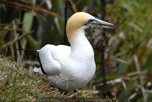 Gannet nest leaves mouth