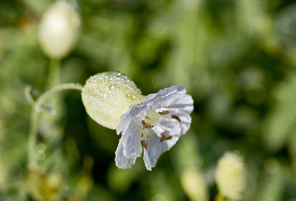 Flower with morning dew at Wisley
