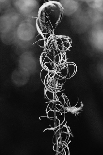Spin II | by Sergei P. Zubkov