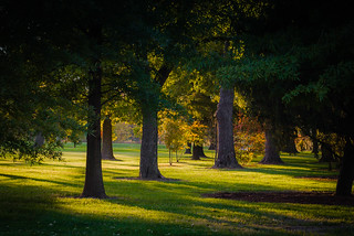 Trees in Forest Park