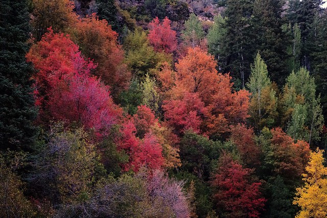 autumn leaves - Big Cottonwood Canyon - 9-24-16  01  Explore!