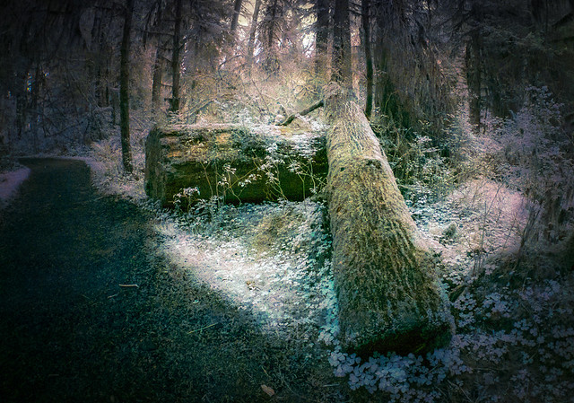 Moss covered logs - Textured color IR