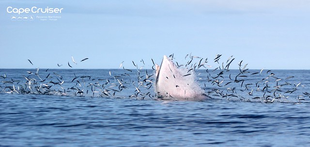 Baleia Anã - Minke Whale (Balaenoptera acutorostrata)