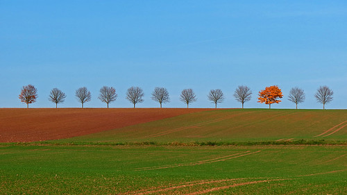 trees fall field autum individualism rowoftrees