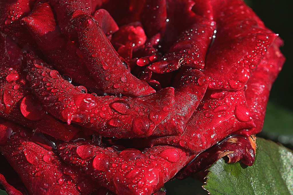 Red Rolo Rouge Gorri red rojo rouge | Flickr