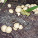 Mushrooms on a Tree?