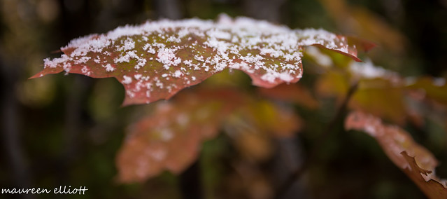 Snow On Leaf