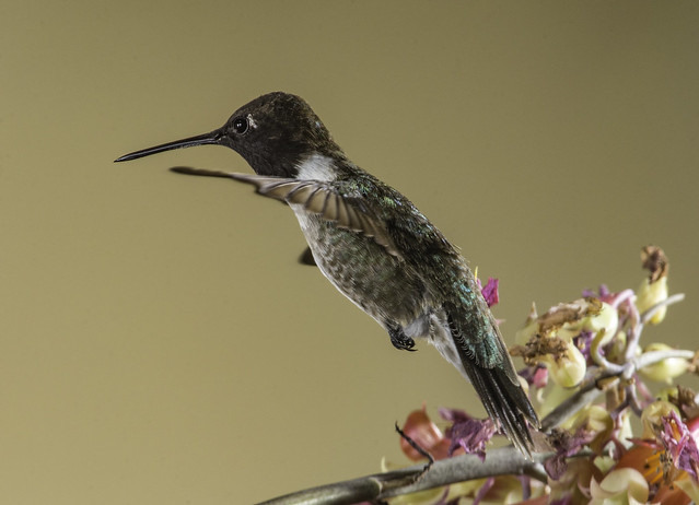 Black Chinned Hummingbird In Flight