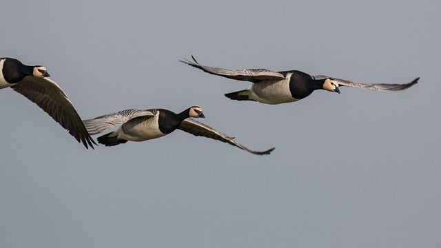 Nonnengänse (Barnacle Goose) - Einflug