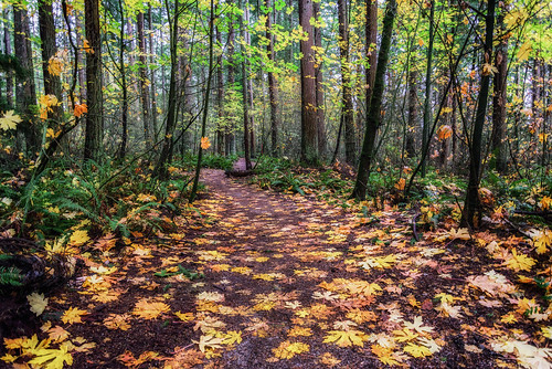 autumn crescentpark surrey southsurrey fallenleaves fall nikkor2485mmf3545gedvr nikond750 martinsmith ©martinsmith britishcolumbia canada ca forest landscape path trail