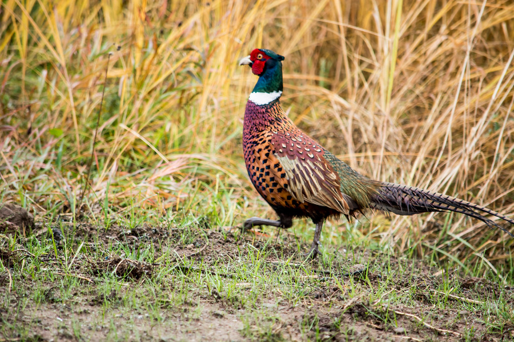 Male Ring Necked Pheasant.