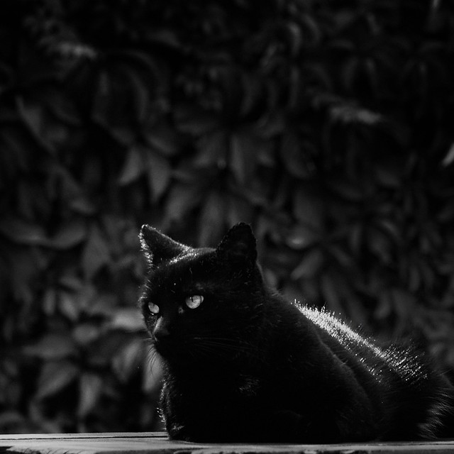 La nuit, tous les chats sont noirs !